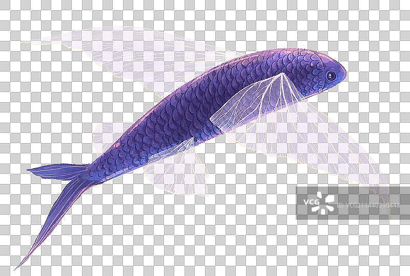 飞鱼插画图素图片素材