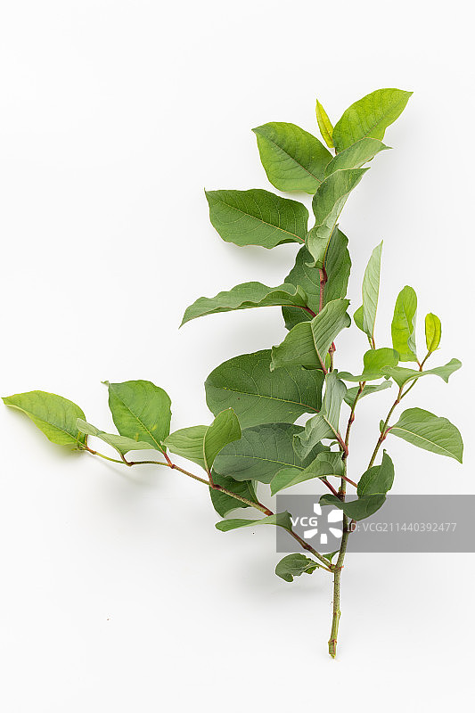 中药材虎杖枝叶图片素材