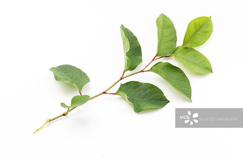 中药材虎杖枝叶图片素材