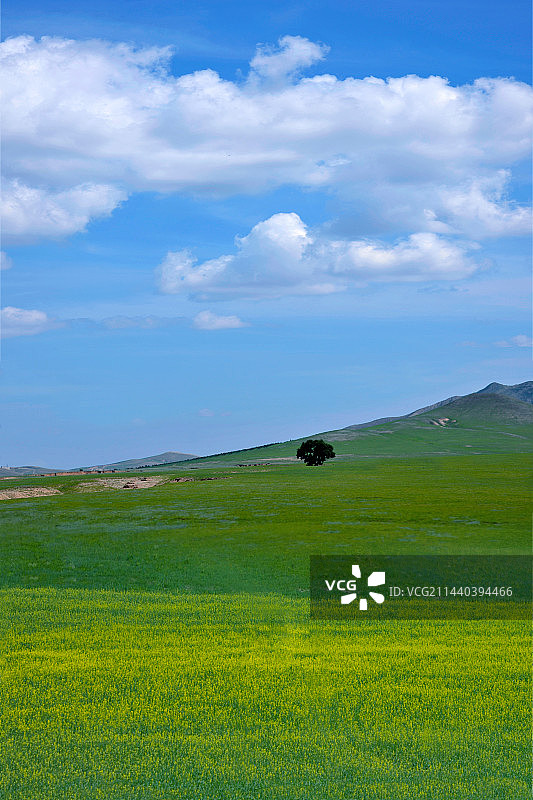 内蒙古科尔沁右翼前旗草原上盛开的油菜花图片素材