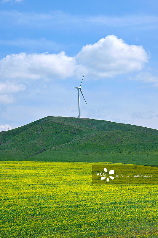 内蒙古科尔沁右翼前旗草原上盛开的油菜花图片素材