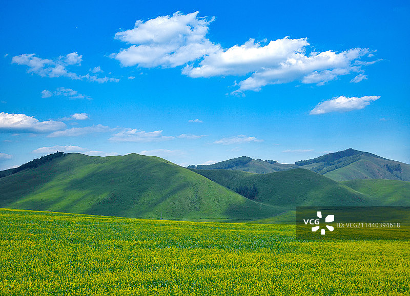 内蒙古科尔沁右翼前旗草原上盛开的油菜花图片素材