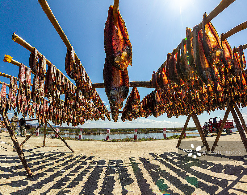 赫哲族晾晒鱼干图片素材