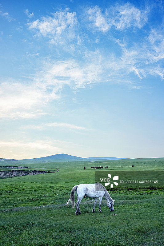 内蒙古呼伦贝尔 “中国第一曲水”莫尔格勒河畔金帐汗蒙古部落草原的马群图片素材