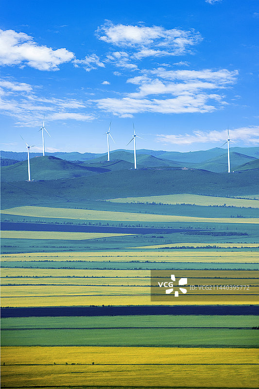 内蒙古呼伦贝尔额尔古纳根河湿地边的油菜花田图片素材