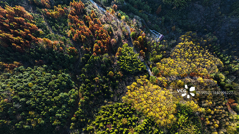 秋林,枫树林,水杉林图片素材