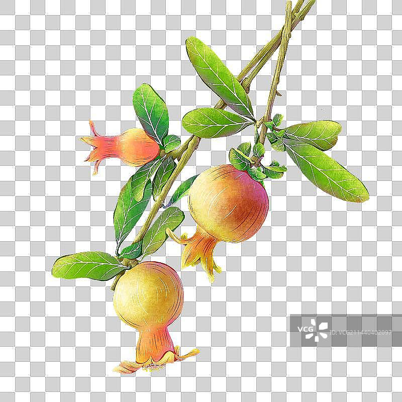 石榴免抠素材图片素材