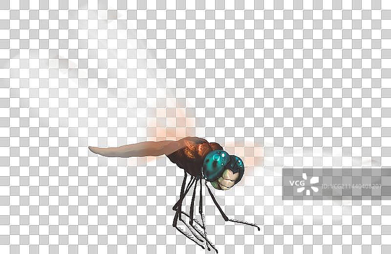 蜻蜓在空中飞舞的昆虫图片素材