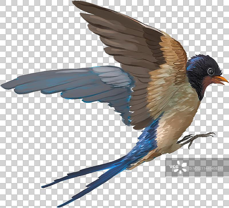 燕子飞行鸟的低角度视图图片素材