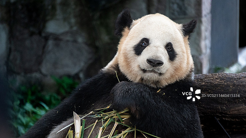 大熊猫图片素材