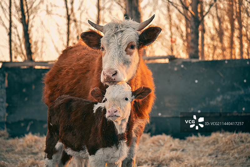 母子牛图片素材