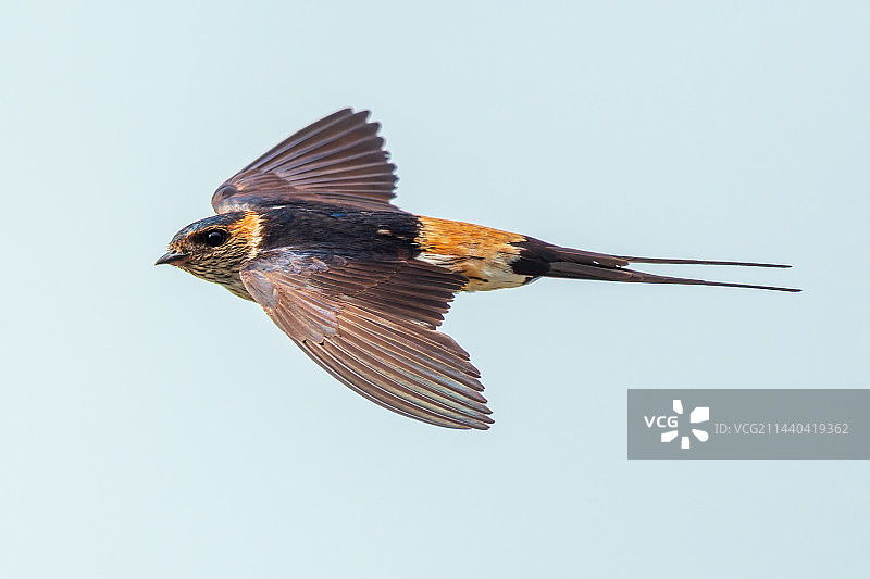 金腰燕图片素材