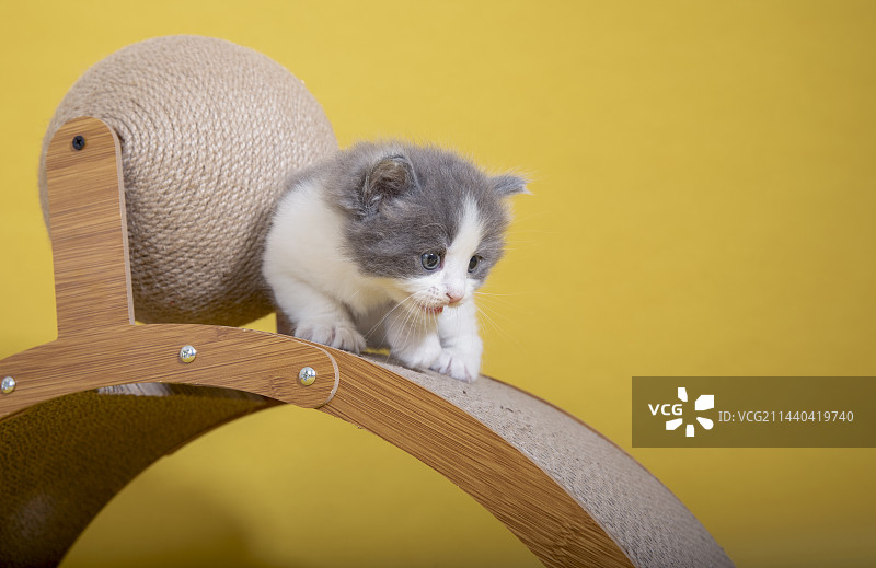 黄色背景下猫的特写镜头图片素材