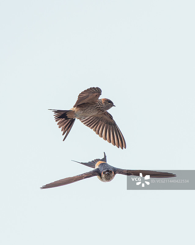 金腰燕空中喂哺图片素材