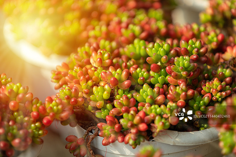阳光下的多肉植物图片素材