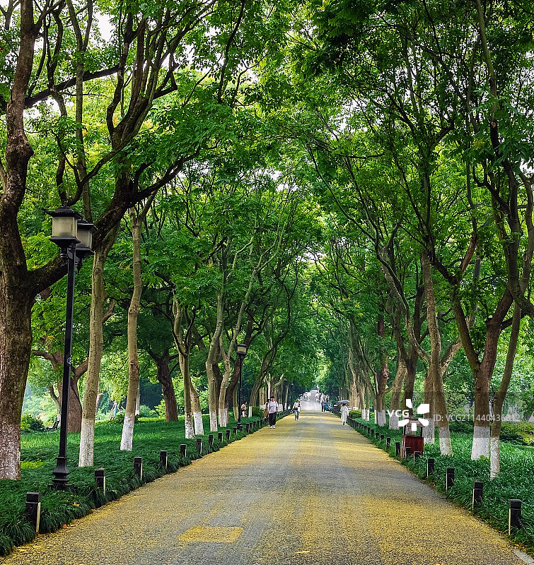 杭州雨后苏堤图片素材