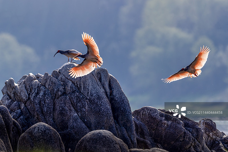 陕西洋县朱鹮图片素材