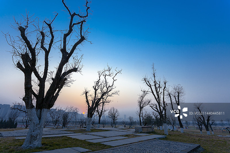 草坪树林间的落日图片素材
