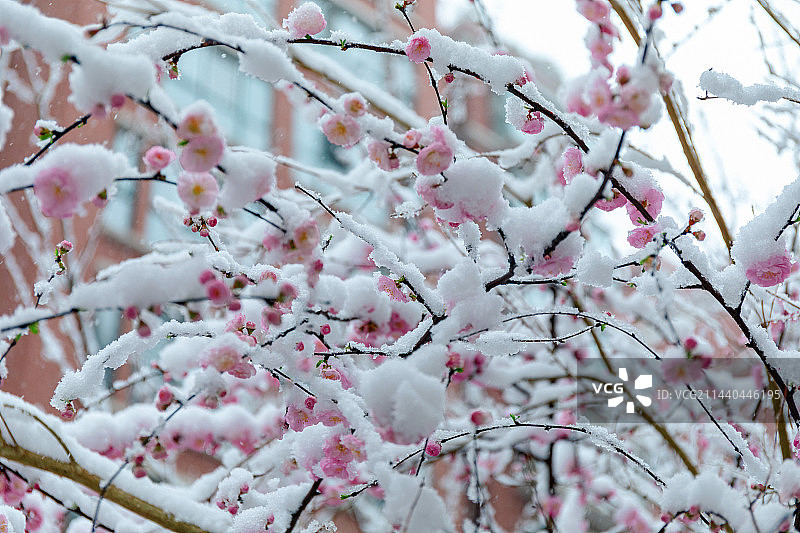 河南西部山区的“桃花雪”图片素材