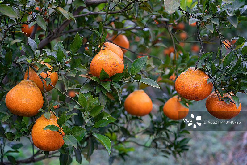 柑橘图片素材