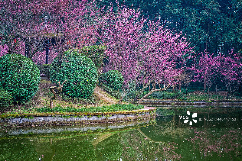 望丛祠梅花图片素材