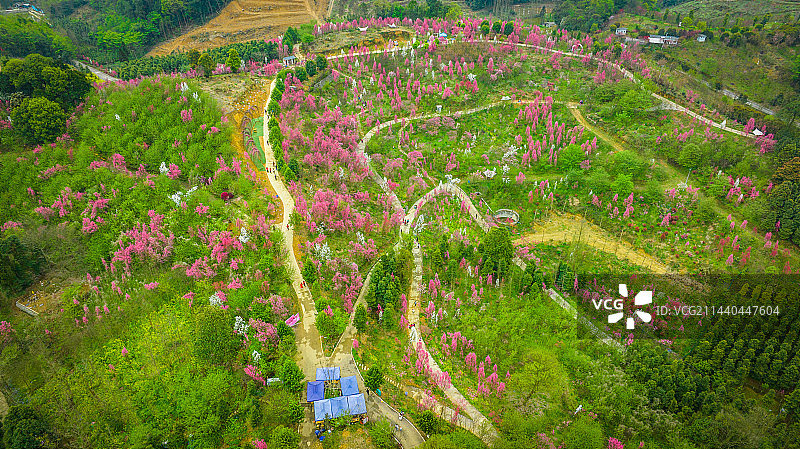 大邑悦来（玉金）桃花图片素材