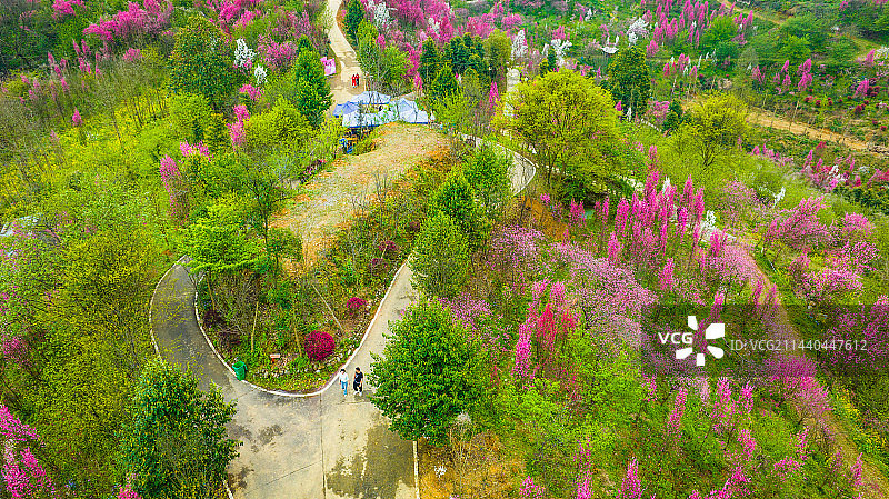 大邑悦来（玉金）桃花图片素材