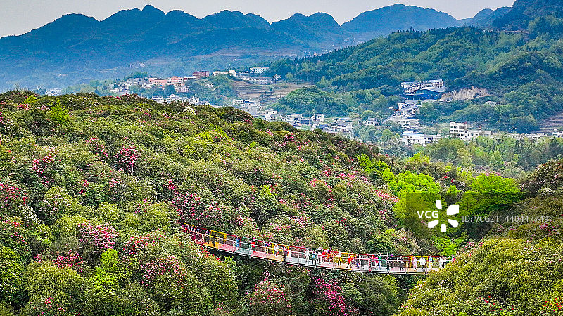 百里杜鹃风景名胜区图片素材