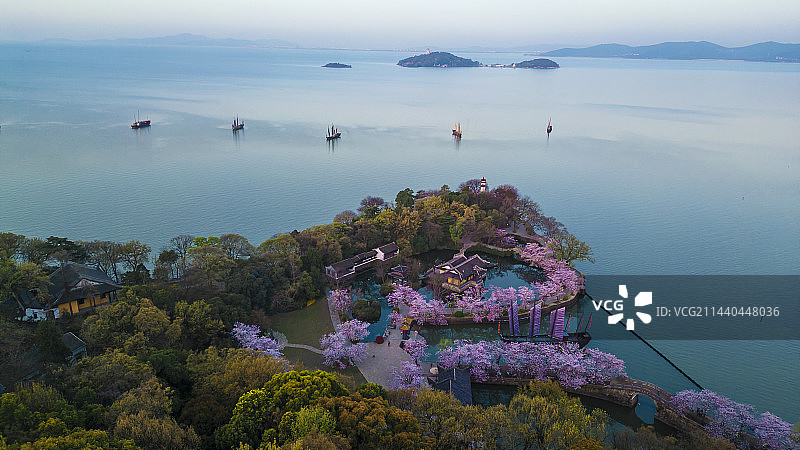 无锡鼋头渚樱花盛开美景图片素材