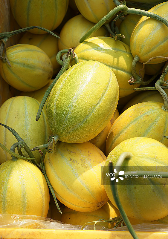 香瓜和甜瓜图片素材