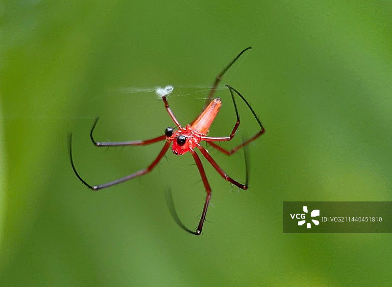 红色的姬蛛雨后重新吐丝建网图片素材