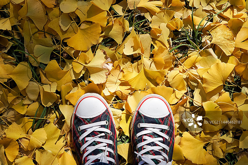 秋天站在金黄色银杏叶上的人的帆布鞋图片素材