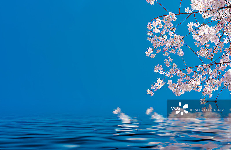 蓝天下的樱花，水面映衬下的樱花图片素材
