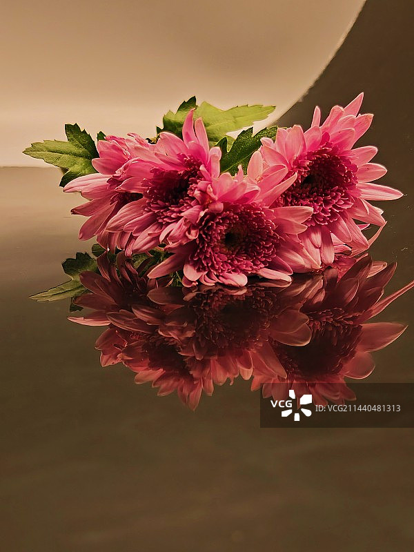 菊花的光影图片素材