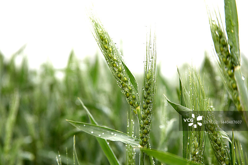 绿色麦穗图片素材