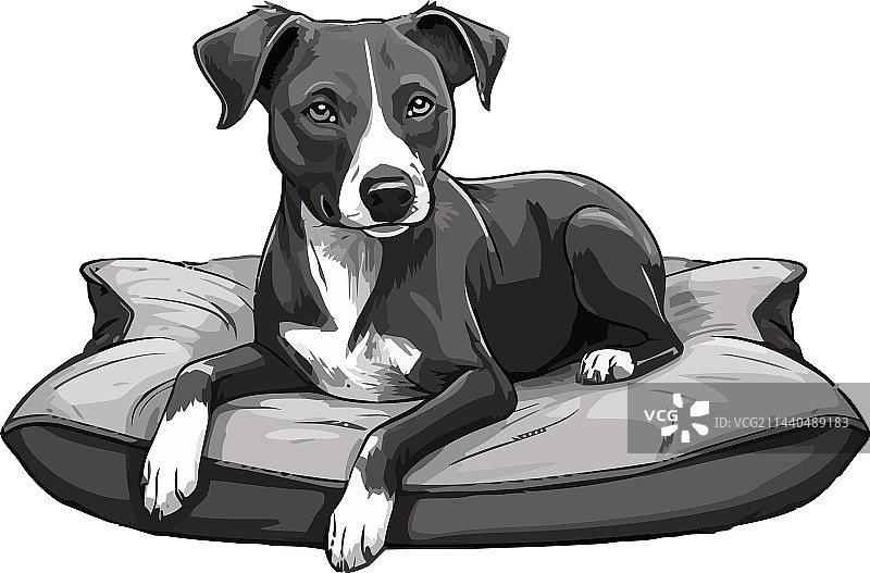 可爱的小梗犬幼崽坐在舒适的枕头上图片素材