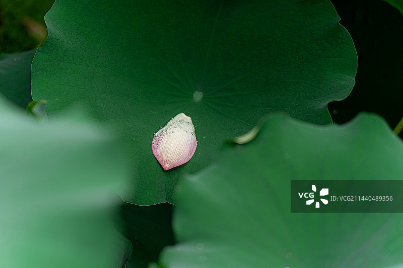 夏天被雷雨打落的荷花花瓣图片素材