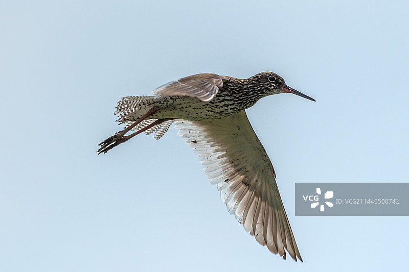 飞行中的红脚鹬图片素材