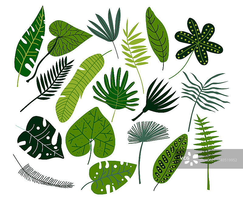 绿色热带树叶异国植物叶子图片素材