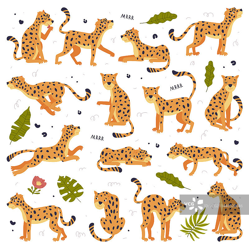 可爱野生幼豹合集图片素材