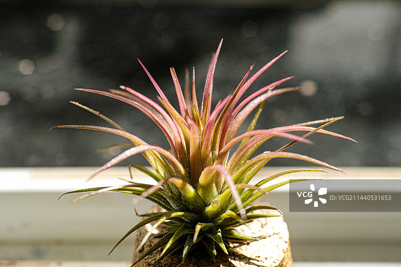 空气凤梨图片素材