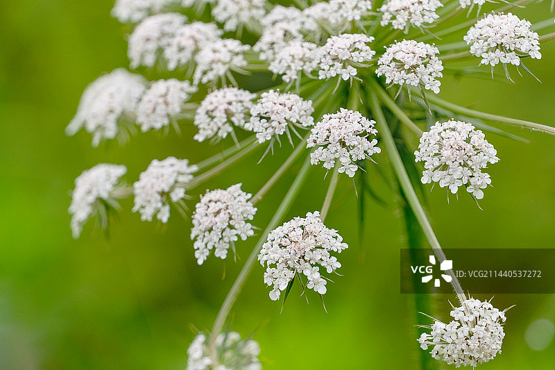 盛放的野胡萝卜花图片素材