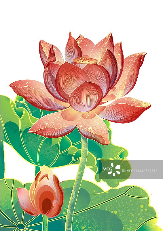 国潮风荷花插图PSD插画包装素材图片素材