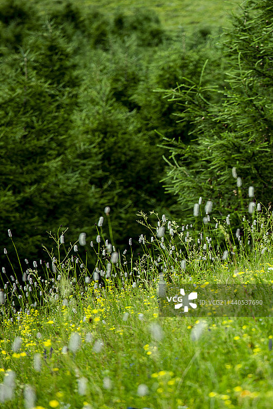 河北丰宁县“七彩森林”景区图片素材