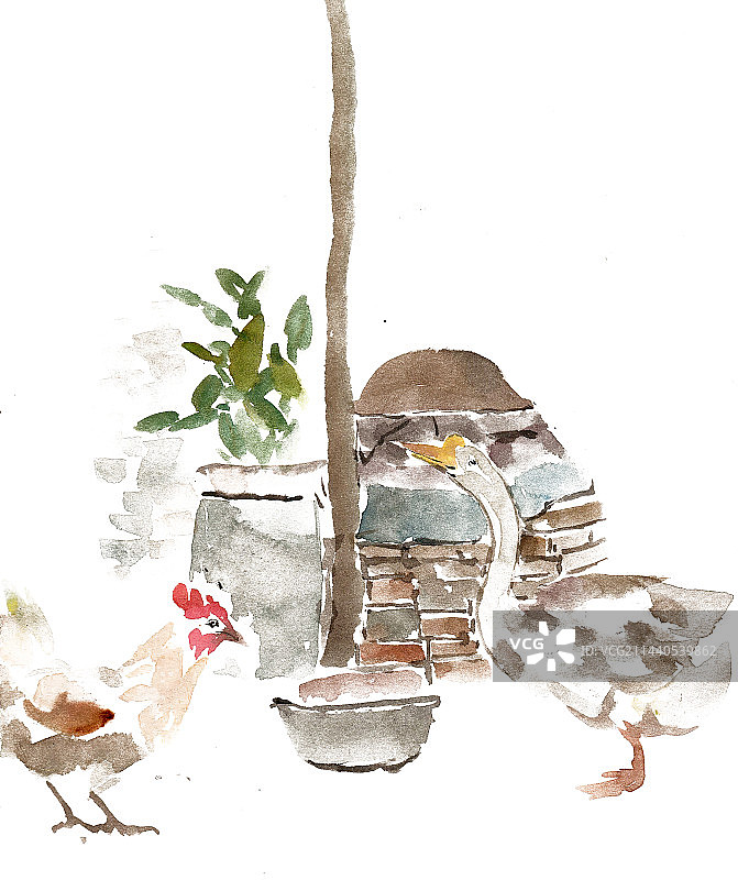 院落里的鹅与鸡图片素材