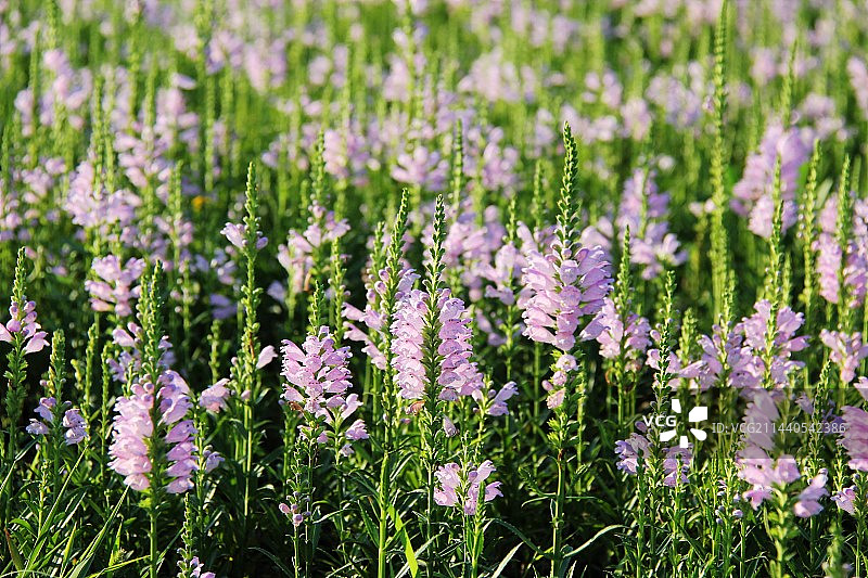 假龙头花图片素材