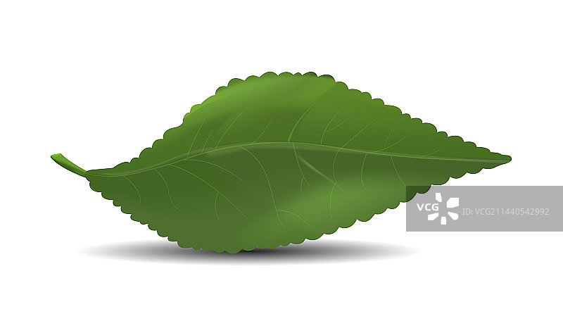 环保叶子概念图片素材