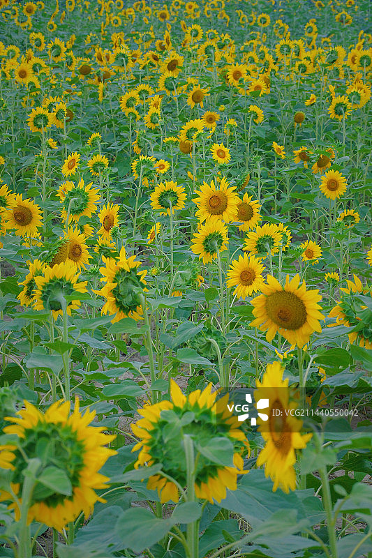 向日葵花海图片素材