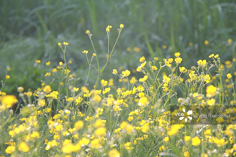 毛茛小黄花图片素材