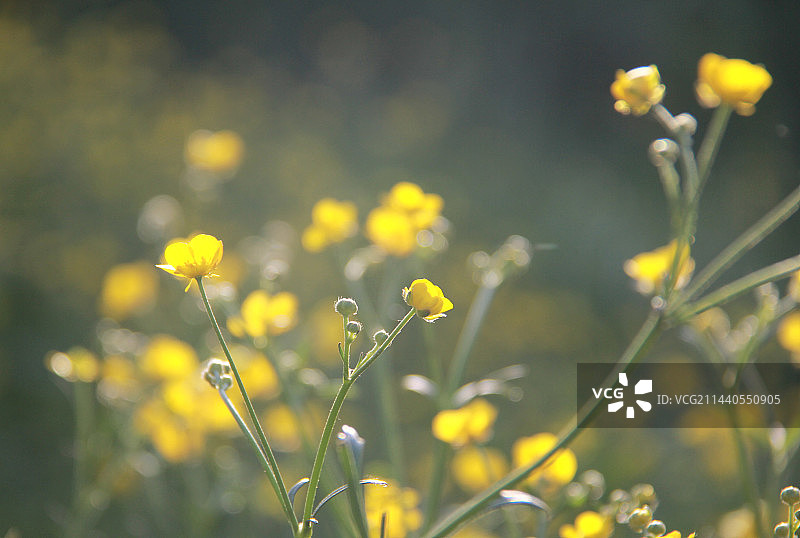 毛茛小黄花图片素材